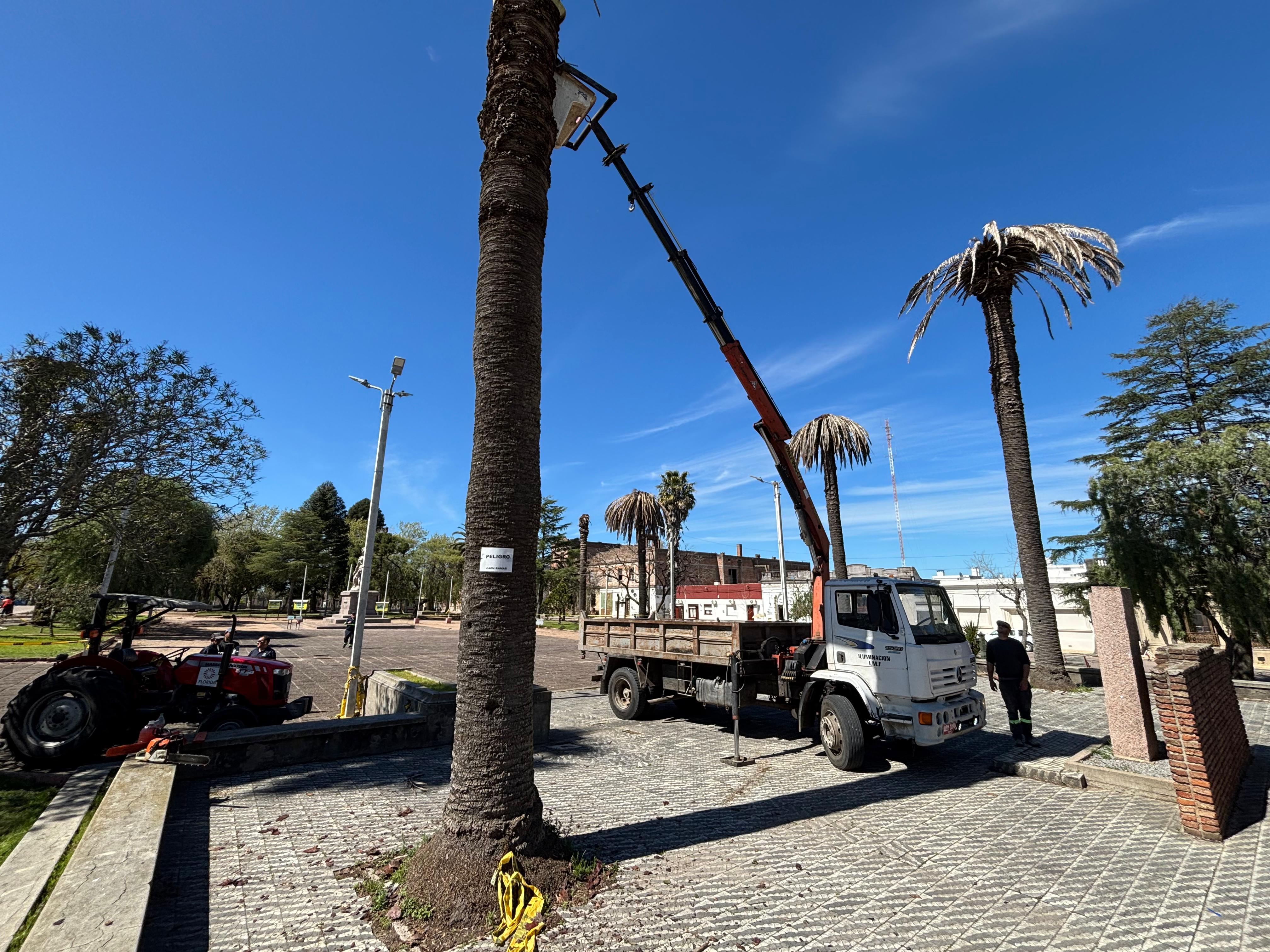 Municipio comenzó hoy remoción de palmeras afectadas por Picudo Rojo en Plaza Gallinal